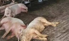 非洲豬瘟的癥狀是什么？如何預(yù)防非洲豬瘟？