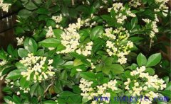 冬季九里香如何種植？該注意哪些環(huán)境因素？