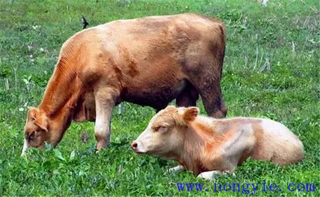 奶牛養(yǎng)殖容易忽略、又必須掌握的飼養(yǎng)管理要點