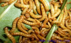 黃粉蟲如何繁殖？黃粉蟲的飼養(yǎng)管理技術(shù)要點