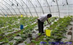 大棚蔬菜如何使用沖施肥，施用時要注意什么