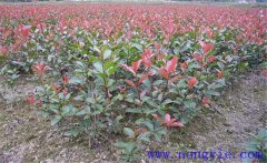 紅楠是紅葉石楠嗎？紅楠簡(jiǎn)介