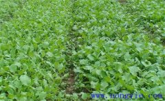 油菜育苗移栽技術(shù)要點與方法、步驟