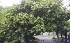紫楠是常綠還是落葉植物，紫楠樹簡(jiǎn)介