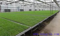 芹菜育苗方法和時(shí)間，芹菜育苗應(yīng)選擇什么品種