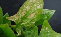 菠菜斑點病有哪些特征？菠菜斑點病的防治方法