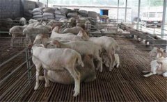 羊妊娠毒血癥如何預(yù)防、如何用藥？