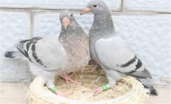 鴿子怎樣選種與育種？種鴿的飼養(yǎng)與管理方法