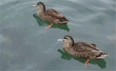 野鴨是幾級保護動物？野鴨十大種類(品種)簡介