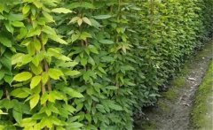 油麻藤屬于什么植物？常綠油麻藤簡介