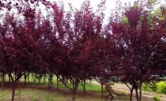 紅葉李是喬木還是灌木？紅葉李的生態(tài)習(xí)性簡(jiǎn)介