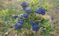我國的藍莓產(chǎn)地在哪里？藍莓種植技術(shù)要點