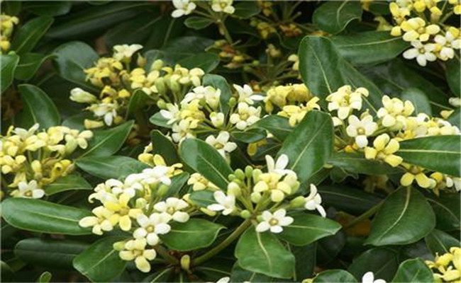 冬青開(kāi)花嗎？