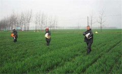 尿素怎么施不浪費，施用尿素需要注意什么？