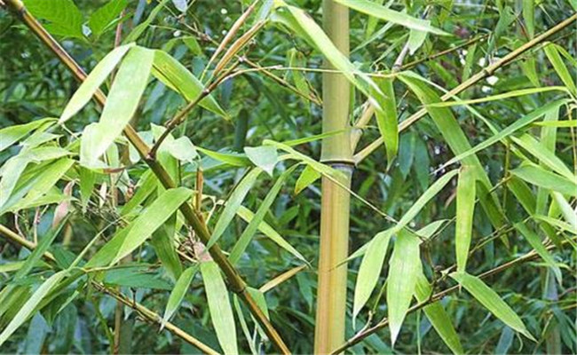 烏哺雞竹的變種、變型