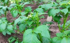 馬鈴薯青枯病的病原、癥狀、傳播方式防治方法