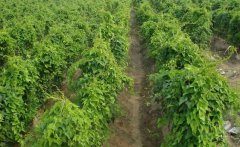 山藥的需肥特點(diǎn)，山藥如何施基肥、怎樣追肥