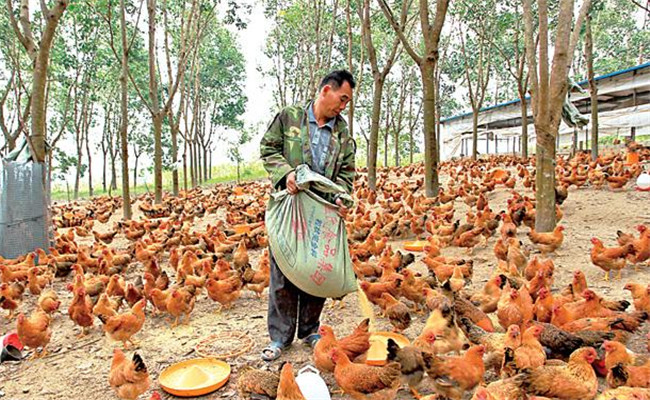 養(yǎng)雞用鹽的講究:飼料食鹽用量、食鹽中毒的防治