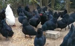 烏骨雞的分段飼養(yǎng)、放牧飼養(yǎng)與補喂砂礫方法