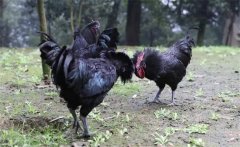 烏骨雞的常用礦物質、維生素飼料簡介