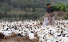 育成鴨的飼料與營養(yǎng)需求，育成鴨如何限制飼喂