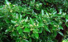 衛(wèi)矛的別名叫什么，衛(wèi)矛是常綠還是落葉植物？