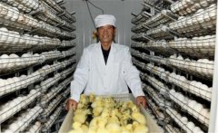 鵝孵化的過程中會出現(xiàn)哪些問題，如何解決？