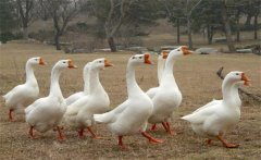 母鵝蛋子瘟的癥狀、預(yù)防方法和治療方法