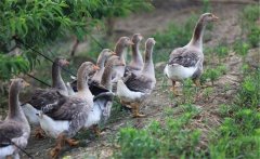 生產(chǎn)肥肝鵝的品種、性別與年齡選擇問(wèn)題