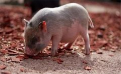 豬的生物學特性、品種與類型 科學養(yǎng)豬技術(shù)要點