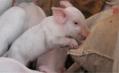 如何提高二元雜交豬的配種率、產(chǎn)仔率？