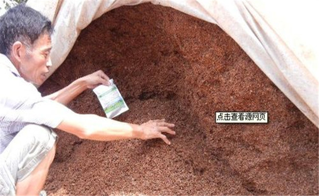 使用酒糟喂豬的具體方法，酒糟喂豬需注意什么