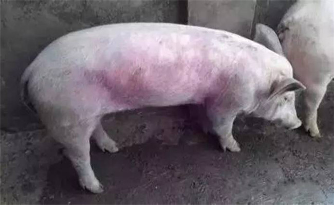 豬常用飼料、藥物中毒救治方法