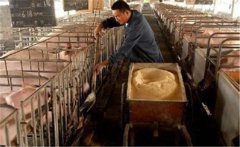 生料喂豬飼料如何選擇、飼喂方式有哪些講究？