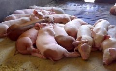飼料生喂有什么優(yōu)點？生飼料喂豬注意事項