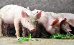 豬的生飼方式與方法，用生料喂豬注意事項