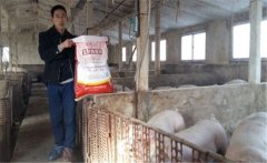 養(yǎng)豬要選擇配合飼料，如何提高豬飼料的利用率