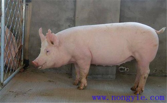 種公豬管理三要素：運(yùn)動、單圈詞養(yǎng)和防暑降溫