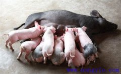 如何縮短仔豬哺乳周期，有效提高母豬飼養(yǎng)效益