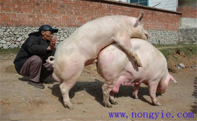 加強飼養(yǎng)管理，保證配種質(zhì)量