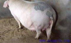 妊娠母豬夏季為什么流產(chǎn)多，妊娠母豬如何度夏
