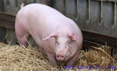 夏季母豬如何加強飼養(yǎng)管理，預防發(fā)生應激反應