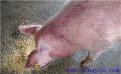 怎樣治療懷孕母豬不吃食，其發(fā)病原因是什么？