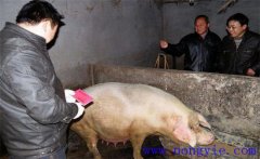 加強(qiáng)選種適配，提高二元雜交母豬產(chǎn)仔數(shù)的方法