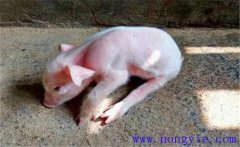 豬偽狂犬病的癥狀和診斷、防治方法