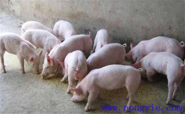 哺乳仔豬如何補飼，哺乳仔豬早期補飼技術要點