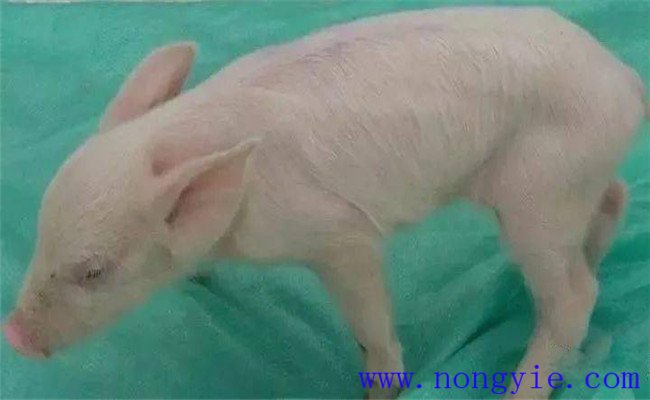 新生仔豬低血糖的癥狀、治療和預(yù)防方法