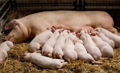 哺乳仔豬的特點(diǎn)，需采取哪些措施減少死亡率？