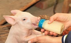 初生仔豬要早吃初乳，為什么要給仔豬固定奶頭