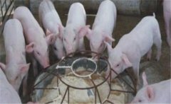 仔豬斷奶應(yīng)激如何預(yù)防，絕食仔豬怎樣進(jìn)行挽救